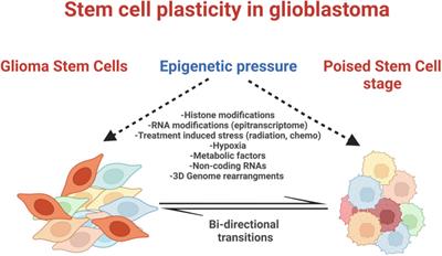 Editorial: Epigenetics and cellular plasticity in glioblastoma